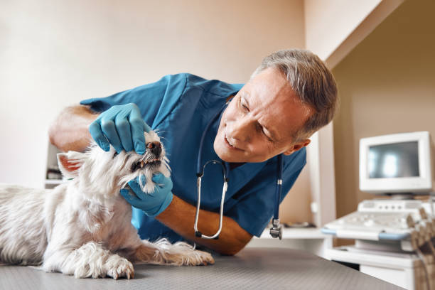 Best Emergency Root Canal Treatment in Mill Creek East, WA